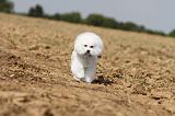 BICHON FRISE 097